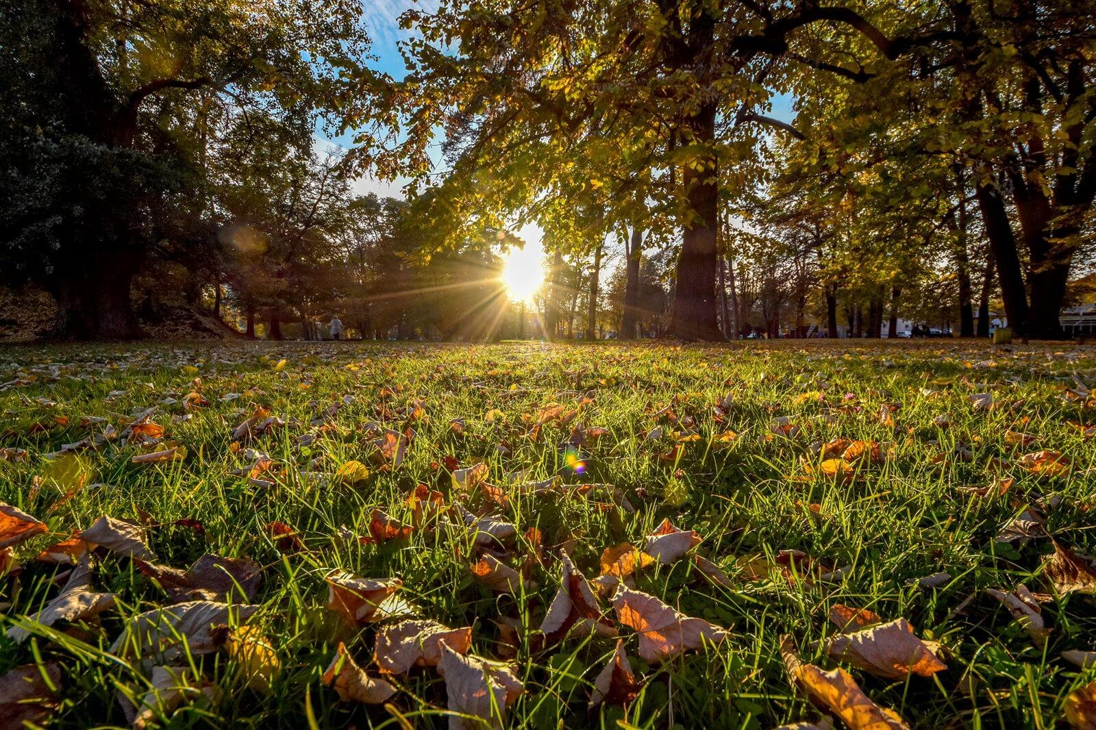 Park "Mladen Stojanović"
